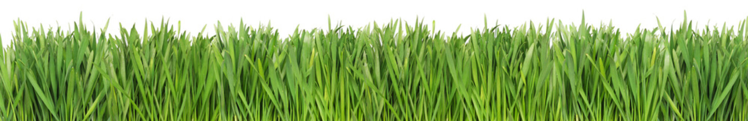 Fototapeta na wymiar Zielona trawa na białym tle
