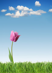 Purple tulip on green grass and blue sky background