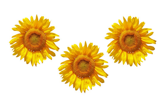 Three isolated sunflowers