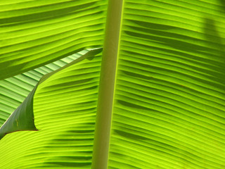 Blatt im Sonnenlicht
