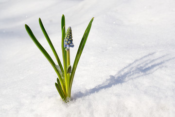 Spring flower in the snow
