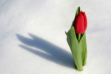 Tulip in the snow