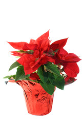 Poinsettia