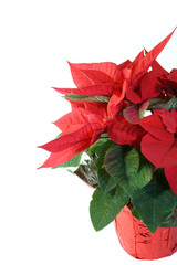 Poinsettia