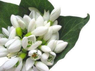Bouquet of white snowdrop flowers