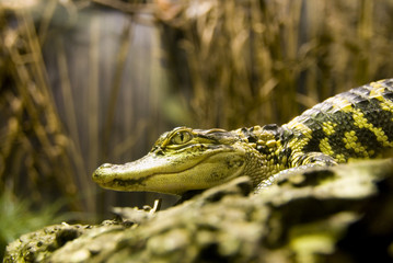 Krokodil