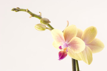 Fototapeta na wymiar ¯ółty zestaw orchid przed prostym tle
