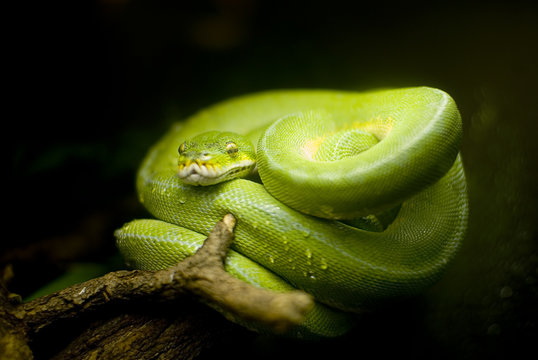 Baumphyton