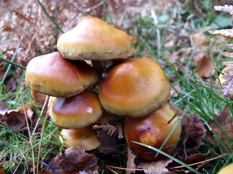 Clump of mushrooms in the New Forest,uk