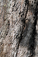 tree bark