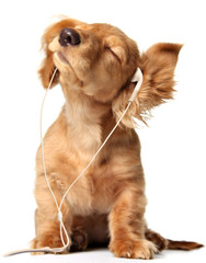 Young puppy listening to music on a head set. - obrazy, fototapety, plakaty