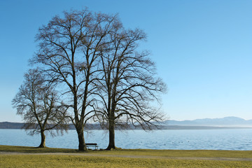 Three trees at the lake Starnberg in Bavaria, Germany