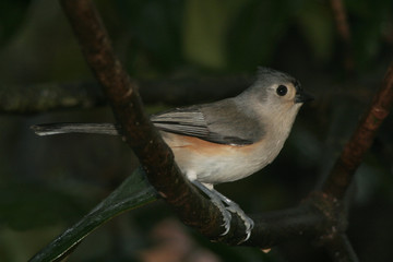Tufted titmouse