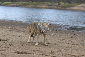 Coyote on the bank of a Northern Minnesota river
