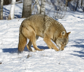 Coyote digging for prey in snow but keeping an eye out
