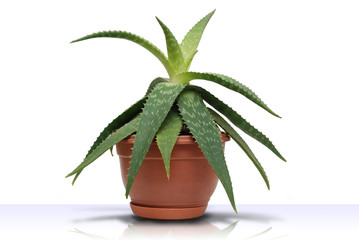 Domestic green tree in a pot