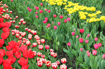 Rows of colourful tulips growing in a spring garden