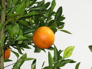 Orange tree