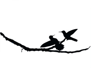 Obraz premium aves