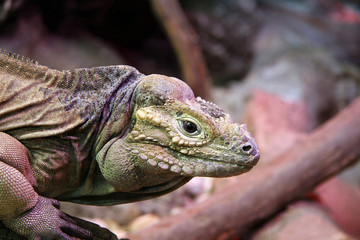 iguana