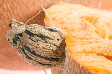 pumpkin half. macro