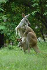 A female kangaroo is looking over her shoulder 