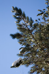 Detail of pines trees