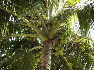 Green Coconut Tree With Coconuts