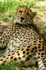 African Cheetah