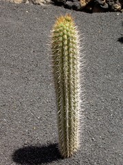 Kaktus im Jardin de Cactus in Guatiza