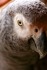 African Grey Parrot