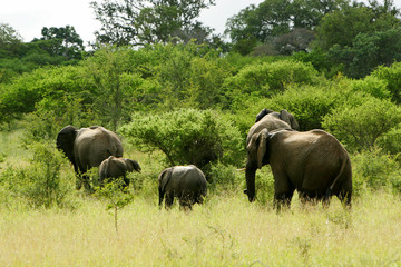 Fototapeta premium African Elephants