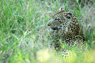 African Leopard