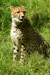 African Cheetah
