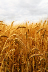 Golden wheat growing in a farm field © Elenathewise