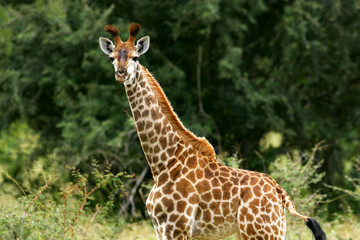 African Giraffe