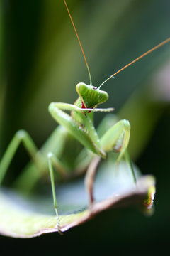 Praymantis