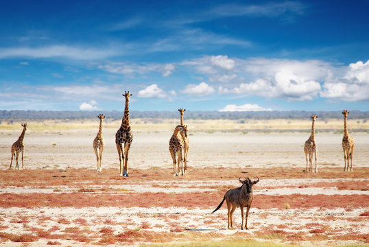 Blue wildebeest and giraffes in african savanna
