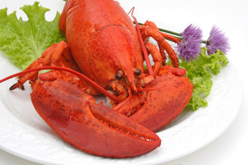 Cooked Lobster