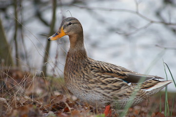 Ente