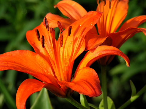 pair orange lilium flower garden