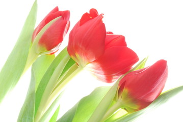 red tulips
