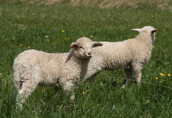Naklejka na ściany i meble Sheep standing in the fields - God's lamb