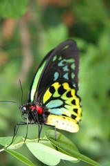 butterfly
