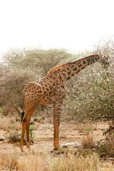 giraffe in the bush