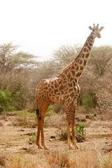 Naklejka na ściany i meble giraffe in the bush