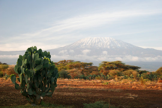 Fototapeta kilimangiaro at sunrise
