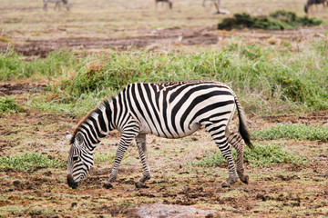 Fototapeta na wymiar zebra grazing at amboseli