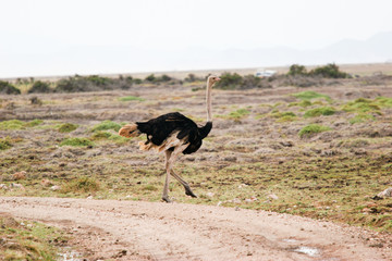 ostrich walking