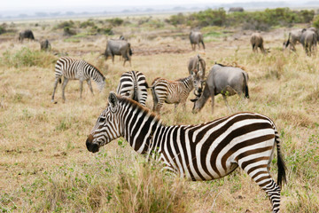 Fototapeta na wymiar zebra at amboseli reserve